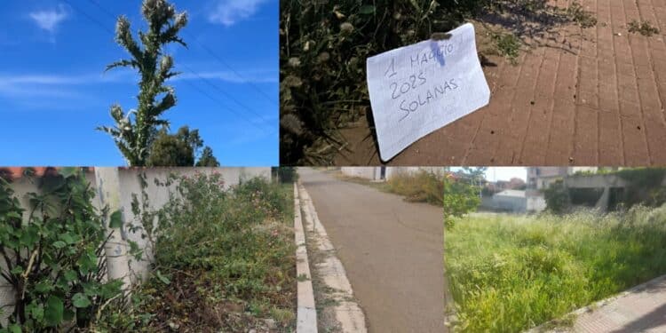 Solanas, spine ed erbacce invadono aiuole e marciapiedi