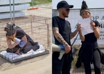 Cabras, cuccioli di 2 settimane abbattuti per contrastare la popolazione dei cinghiali