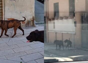 Selargius, due grossi cani a spasso per le vie della città tentano di aggredire due cagnolini