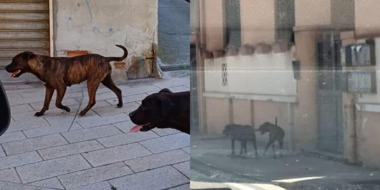Selargius, due grossi cani a spasso per le vie della città tentano di aggredire due cagnolini