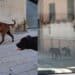 Selargius, due grossi cani a spasso per le vie della città tentano di aggredire due cagnolini