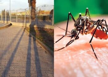 Assemini, zecche e zanzare in pieno centro abitato: “Impossibile andare al parco”