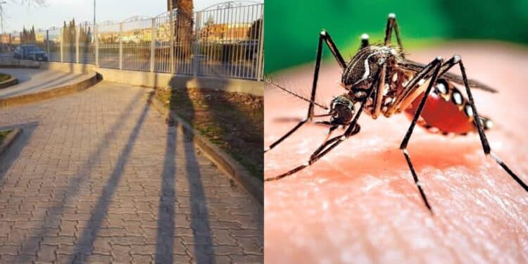 Assemini, zecche e zanzare in pieno centro abitato: “Impossibile andare al parco”