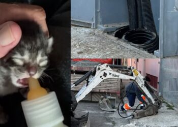 Assemini, piccolo gattino intrappolato sotto terra dentro un tubo: tutti insieme per salvarlo