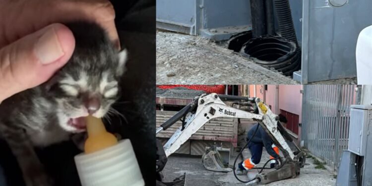Assemini, piccolo gattino intrappolato sotto terra dentro un tubo: tutti insieme per salvarlo