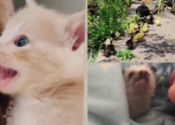 Quartu, un terreno pronto per diventare una fattoria didattica dove accogliere bimbi e famiglie