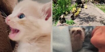 Quartu, un terreno pronto per diventare una fattoria didattica dove accogliere bimbi e famiglie