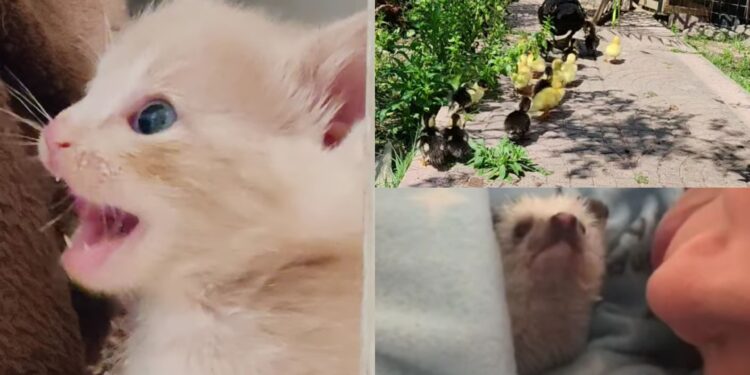 Quartu, un terreno pronto per diventare una fattoria didattica dove accogliere bimbi e famiglie