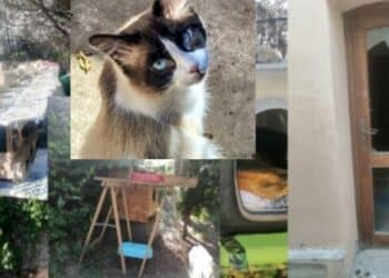 Cagliari, anziana aggredita verbalmente da una gattara nel parco di San Michele: è polemica