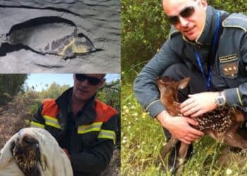 Dai volatili alle tartarughe ai cerbiatti: i barracelli di Pula impegnati nel salvataggio