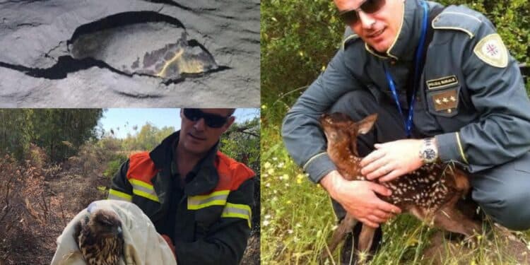 Dai volatili alle tartarughe ai cerbiatti: i barracelli di Pula impegnati nel salvataggio