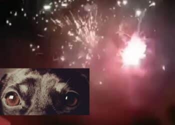 Festa a Serramanna, lo spettacolo pirotecnico mette in fuga gli animali