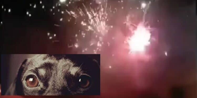 Festa a Serramanna, lo spettacolo pirotecnico mette in fuga gli animali