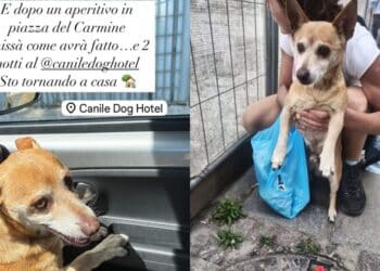L’avventura di Kiko, il cagnolino scappato da Serramanna a Cagliari e poi ritrovato grazie ai social
