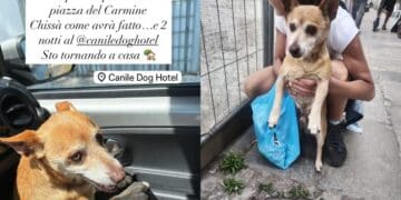 L’avventura di Kiko, il cagnolino scappato da Serramanna a Cagliari e poi ritrovato grazie ai social