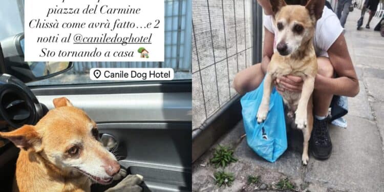L’avventura di Kiko, il cagnolino scappato da Serramanna a Cagliari e poi ritrovato grazie ai social