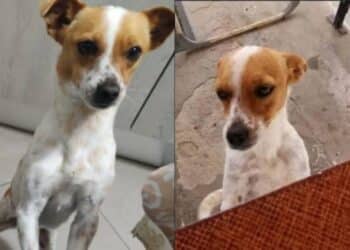 Sardara, l’appello di Valentina per ritrovare Mary sparita nel nulla da due anni