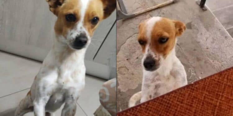 Sardara, l’appello di Valentina per ritrovare Mary sparita nel nulla da due anni