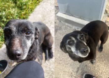 Scappa da casa a causa dei botti in onore del Santo, lieto fine per una cagnolina a Serramanna