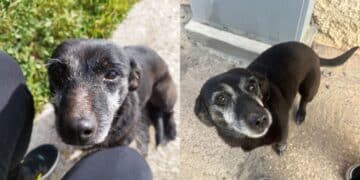 Scappa da casa a causa dei botti in onore del Santo, lieto fine per una cagnolina a Serramanna