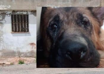 Iglesias, un garage trasformato in prigione per tre cani legati