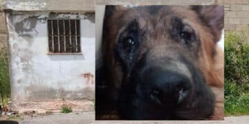 Iglesias, un garage trasformato in prigione per tre cani legati