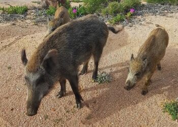 Villamassargia, 12 cinghiali chiusi in un recinto contro un centinaio di cacciatori