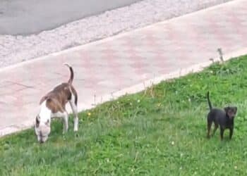 Cagliari, fidanzati aggrediti da un cane a Baracca Manna: erano in moto