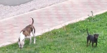 Cagliari, fidanzati aggrediti da un cane a Baracca Manna: erano in moto