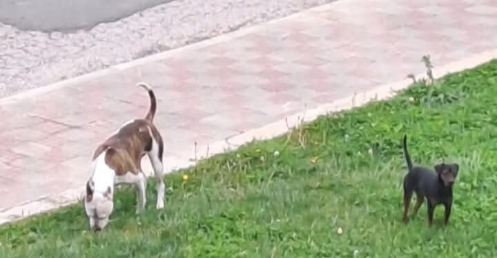 Cagliari, fidanzati aggrediti da un cane a Baracca Manna: erano in moto
