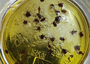 Sestu, allarme zecche in paese: si moltiplicano le segnalazioni dei residenti