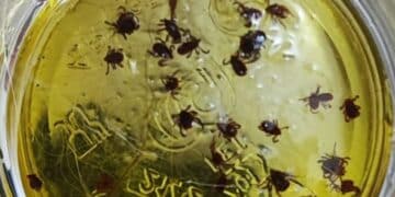 Sestu, allarme zecche in paese: si moltiplicano le segnalazioni dei residenti