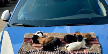 Cagliari, 6 cuccioli salvati dalla polizia: erano stati abbandonati sotto un cavalcavia
