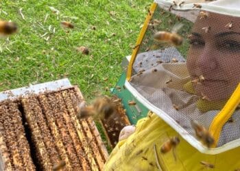 Da Siurgus Donigala a Roma, la regina delle api si chiama Anna Maria Cabiddu e sarà premiata per APInRosa