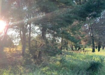 Sestu, una pineta troppo rigogliosa a due passi dalle case