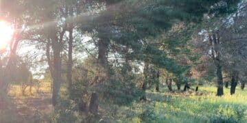 Sestu, una pineta troppo rigogliosa a due passi dalle case