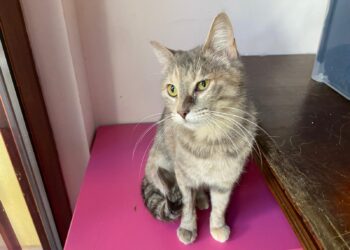 Radio Zampetta Sarda: lo sguardo di chi spera di trovare l’amore di una casa