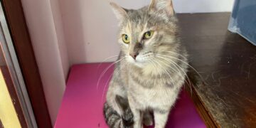 Radio Zampetta Sarda: lo sguardo di chi spera di trovare l’amore di una casa