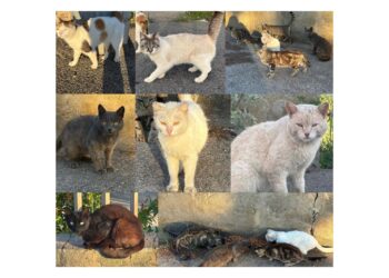 Radio Zampetta Sarda, 13 gatti in pericolo a Monastir