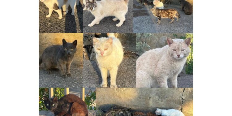 Radio Zampetta Sarda, 13 gatti in pericolo a Monastir