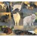 Radio Zampetta Sarda, 13 gatti in pericolo a Monastir