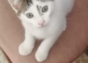 Radio Zampetta Sarda: recuperato tra le auto in corsa, ora cerca adozione