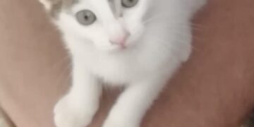 Radio Zampetta Sarda: recuperato tra le auto in corsa, ora cerca adozione