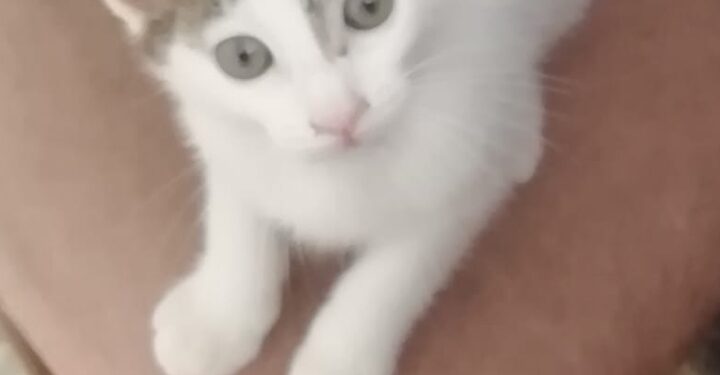 Radio Zampetta Sarda: recuperato tra le auto in corsa, ora cerca adozione