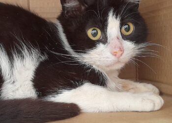 Radio Zampetta Sarda: gattino di 5 mesi cerca disperatamente adozione