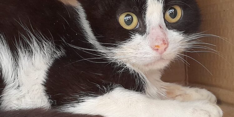 Radio Zampetta Sarda: gattino di 5 mesi cerca disperatamente adozione