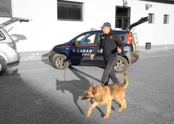 Blitz antidroga dei carabinieri a Villaputzu, in casa oltre cento grammi di marijuana