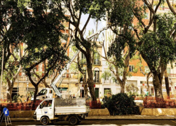 Piazza Gramsci, il verde continua a sparire    fra il dispiacere dei cittadini: “Distrutti i nidi di tanti uccelli”