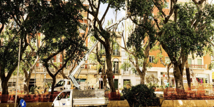 Piazza Gramsci, il verde continua a sparire    fra il dispiacere dei cittadini: “Distrutti i nidi di tanti uccelli”