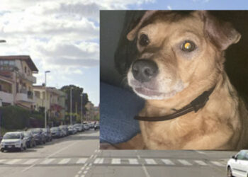 Cagliari, investe e uccide una cagnolina al guinzaglio con la sua padrona sulle strisce pedonali: “Non si è fermata“